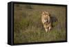 Lion (Panthera Leo), Ngorongoro Conservation Area, Serengeti, Tanzania, East Africa, Africa-James Hager-Framed Stretched Canvas