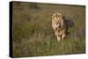 Lion (Panthera Leo), Ngorongoro Conservation Area, Serengeti, Tanzania, East Africa, Africa-James Hager-Stretched Canvas