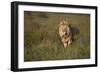 Lion (Panthera Leo), Ngorongoro Conservation Area, Serengeti, Tanzania, East Africa, Africa-James Hager-Framed Photographic Print