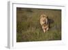 Lion (Panthera Leo), Ngorongoro Conservation Area, Serengeti, Tanzania, East Africa, Africa-James Hager-Framed Photographic Print