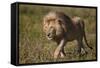 Lion (Panthera Leo), Ngorongoro Conservation Area, Serengeti, Tanzania, East Africa, Africa-James Hager-Framed Stretched Canvas