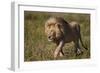 Lion (Panthera Leo), Ngorongoro Conservation Area, Serengeti, Tanzania, East Africa, Africa-James Hager-Framed Photographic Print