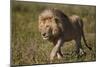 Lion (Panthera Leo), Ngorongoro Conservation Area, Serengeti, Tanzania, East Africa, Africa-James Hager-Mounted Photographic Print