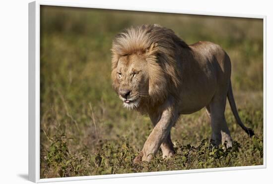 Lion (Panthera Leo), Ngorongoro Conservation Area, Serengeti, Tanzania, East Africa, Africa-James Hager-Framed Photographic Print