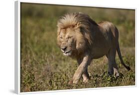 Lion (Panthera Leo), Ngorongoro Conservation Area, Serengeti, Tanzania, East Africa, Africa-James Hager-Framed Photographic Print