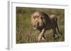 Lion (Panthera Leo), Ngorongoro Conservation Area, Serengeti, Tanzania, East Africa, Africa-James Hager-Framed Photographic Print