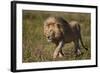 Lion (Panthera Leo), Ngorongoro Conservation Area, Serengeti, Tanzania, East Africa, Africa-James Hager-Framed Photographic Print