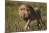 Lion (Panthera Leo), Ngorongoro Conservation Area, Serengeti, Tanzania, East Africa, Africa-James Hager-Mounted Photographic Print