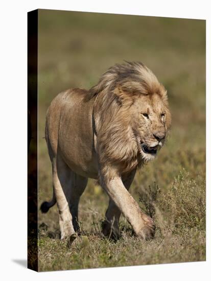 Lion (Panthera Leo), Ngorongoro Conservation Area, Serengeti, Tanzania, East Africa, Africa-James Hager-Stretched Canvas