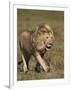 Lion (Panthera Leo), Ngorongoro Conservation Area, Serengeti, Tanzania, East Africa, Africa-James Hager-Framed Premium Photographic Print