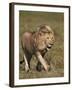 Lion (Panthera Leo), Ngorongoro Conservation Area, Serengeti, Tanzania, East Africa, Africa-James Hager-Framed Photographic Print