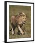 Lion (Panthera Leo), Ngorongoro Conservation Area, Serengeti, Tanzania, East Africa, Africa-James Hager-Framed Photographic Print