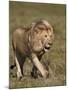 Lion (Panthera Leo), Ngorongoro Conservation Area, Serengeti, Tanzania, East Africa, Africa-James Hager-Mounted Photographic Print