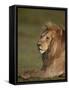 Lion (Panthera Leo), Ngorongoro Conservation Area, Serengeti, Tanzania, East Africa, Africa-James Hager-Framed Stretched Canvas