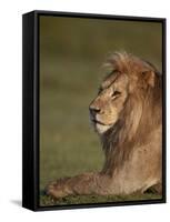 Lion (Panthera Leo), Ngorongoro Conservation Area, Serengeti, Tanzania, East Africa, Africa-James Hager-Framed Stretched Canvas