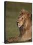 Lion (Panthera Leo), Ngorongoro Conservation Area, Serengeti, Tanzania, East Africa, Africa-James Hager-Stretched Canvas