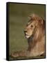 Lion (Panthera Leo), Ngorongoro Conservation Area, Serengeti, Tanzania, East Africa, Africa-James Hager-Framed Stretched Canvas