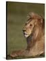 Lion (Panthera Leo), Ngorongoro Conservation Area, Serengeti, Tanzania, East Africa, Africa-James Hager-Stretched Canvas