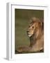 Lion (Panthera Leo), Ngorongoro Conservation Area, Serengeti, Tanzania, East Africa, Africa-James Hager-Framed Photographic Print