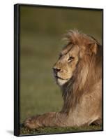 Lion (Panthera Leo), Ngorongoro Conservation Area, Serengeti, Tanzania, East Africa, Africa-James Hager-Framed Photographic Print