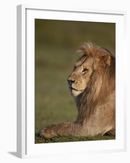 Lion (Panthera Leo), Ngorongoro Conservation Area, Serengeti, Tanzania, East Africa, Africa-James Hager-Framed Photographic Print