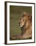 Lion (Panthera Leo), Ngorongoro Conservation Area, Serengeti, Tanzania, East Africa, Africa-James Hager-Framed Photographic Print