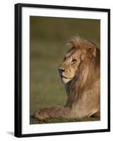 Lion (Panthera Leo), Ngorongoro Conservation Area, Serengeti, Tanzania, East Africa, Africa-James Hager-Framed Photographic Print