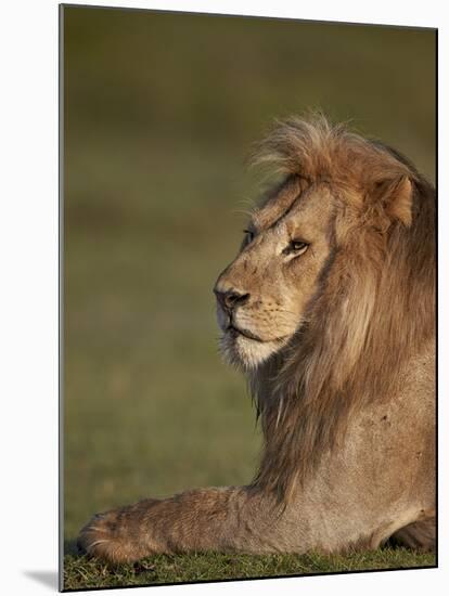 Lion (Panthera Leo), Ngorongoro Conservation Area, Serengeti, Tanzania, East Africa, Africa-James Hager-Mounted Photographic Print