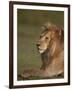 Lion (Panthera Leo), Ngorongoro Conservation Area, Serengeti, Tanzania, East Africa, Africa-James Hager-Framed Photographic Print