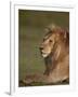 Lion (Panthera Leo), Ngorongoro Conservation Area, Serengeti, Tanzania, East Africa, Africa-James Hager-Framed Photographic Print