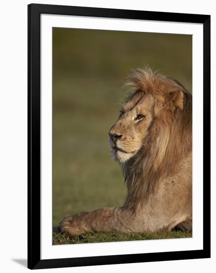 Lion (Panthera Leo), Ngorongoro Conservation Area, Serengeti, Tanzania, East Africa, Africa-James Hager-Framed Photographic Print