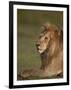 Lion (Panthera Leo), Ngorongoro Conservation Area, Serengeti, Tanzania, East Africa, Africa-James Hager-Framed Photographic Print