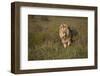 Lion (Panthera Leo), Ngorongoro Conservation Area, Serengeti, Tanzania, East Africa, Africa-James Hager-Framed Photographic Print