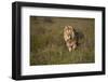 Lion (Panthera Leo), Ngorongoro Conservation Area, Serengeti, Tanzania, East Africa, Africa-James Hager-Framed Photographic Print