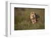 Lion (Panthera Leo), Ngorongoro Conservation Area, Serengeti, Tanzania, East Africa, Africa-James Hager-Framed Photographic Print