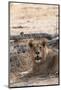 Lion (Panthera Leo), Okavango Delta, Botswana, Africa-Sergio Pitamitz-Mounted Photographic Print