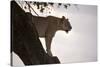Lion (Panthera Leo) on Acacia Tree, Masai Mara National Reserve, Kenya, East Africa, Africa-Sergio Pitamitz-Stretched Canvas