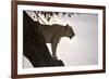 Lion (Panthera Leo) on Acacia Tree, Masai Mara National Reserve, Kenya, East Africa, Africa-Sergio Pitamitz-Framed Photographic Print