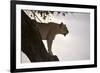 Lion (Panthera Leo) on Acacia Tree, Masai Mara National Reserve, Kenya, East Africa, Africa-Sergio Pitamitz-Framed Photographic Print