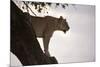 Lion (Panthera Leo) on Acacia Tree, Masai Mara National Reserve, Kenya, East Africa, Africa-Sergio Pitamitz-Mounted Photographic Print