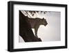 Lion (Panthera Leo) on Acacia Tree, Masai Mara National Reserve, Kenya, East Africa, Africa-Sergio Pitamitz-Framed Photographic Print