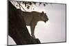 Lion (Panthera Leo) on Acacia Tree, Masai Mara National Reserve, Kenya, East Africa, Africa-Sergio Pitamitz-Mounted Photographic Print
