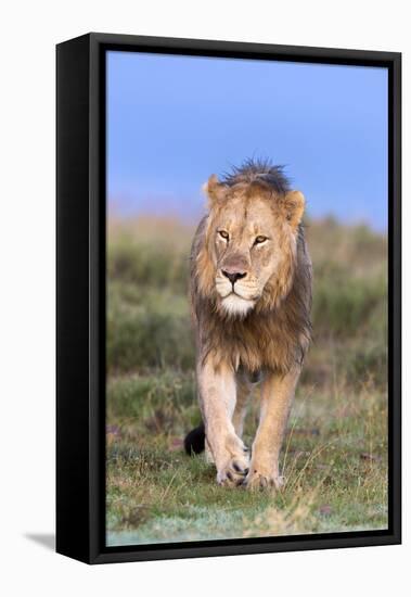 Lion (Panthera Leo) on Patrol, Mountain Zebra National Park, Eastern Cape, South Africa, Africa-Ann and Steve Toon-Framed Stretched Canvas