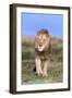 Lion (Panthera Leo) on Patrol, Mountain Zebra National Park, Eastern Cape, South Africa, Africa-Ann and Steve Toon-Framed Photographic Print