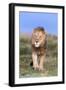 Lion (Panthera Leo) on Patrol, Mountain Zebra National Park, Eastern Cape, South Africa, Africa-Ann and Steve Toon-Framed Photographic Print