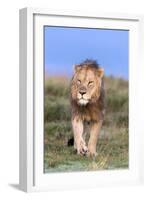 Lion (Panthera Leo) on Patrol, Mountain Zebra National Park, Eastern Cape, South Africa, Africa-Ann and Steve Toon-Framed Photographic Print