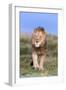 Lion (Panthera Leo) on Patrol, Mountain Zebra National Park, Eastern Cape, South Africa, Africa-Ann and Steve Toon-Framed Photographic Print