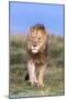 Lion (Panthera Leo) on Patrol, Mountain Zebra National Park, Eastern Cape, South Africa, Africa-Ann and Steve Toon-Mounted Photographic Print