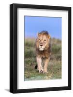 Lion (Panthera Leo) on Patrol, Mountain Zebra National Park, Eastern Cape, South Africa, Africa-Ann and Steve Toon-Framed Photographic Print