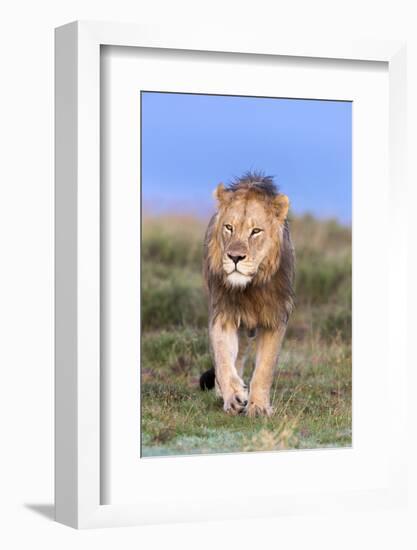 Lion (Panthera Leo) on Patrol, Mountain Zebra National Park, Eastern Cape, South Africa, Africa-Ann and Steve Toon-Framed Photographic Print